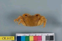 藏品(臺灣厚蟹)的圖片